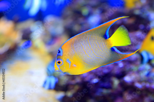 Queen angelfish (Holacanthus ciliaris) photo