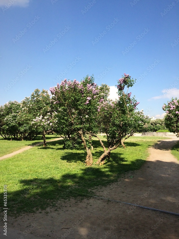  lilac garden