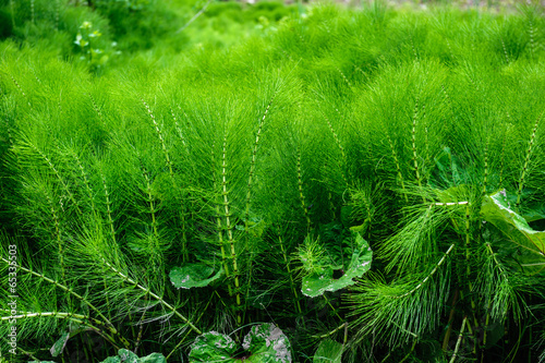 lush green equisetum