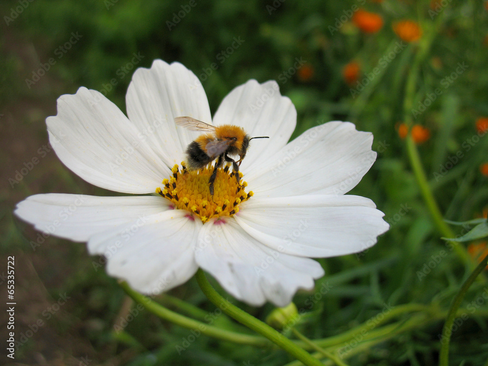insect and flower insect and flower