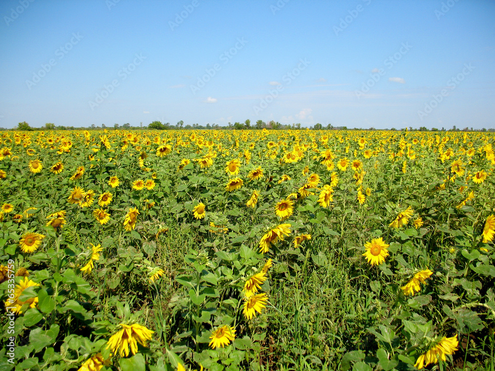 sunflower