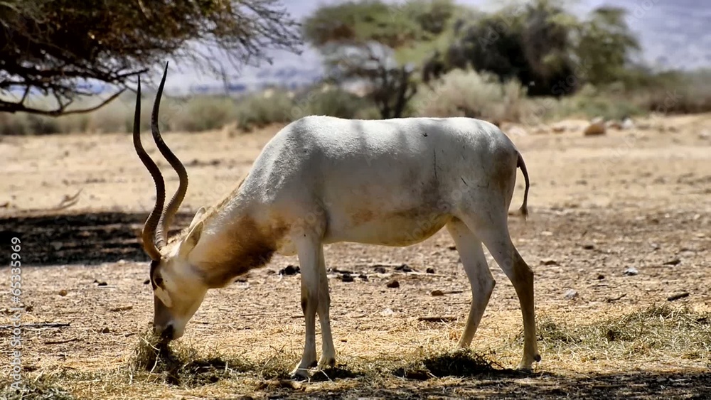 Antelope Addax in Israeli nature reserve near Eilat