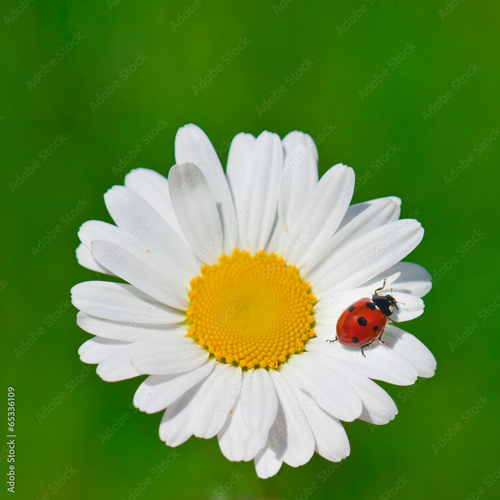 ladybug on the chamomile flower