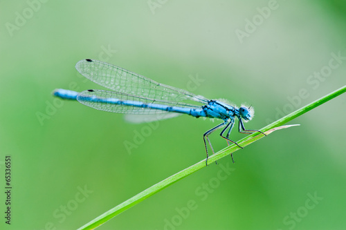 dragonfly sits on a grass on a meadow