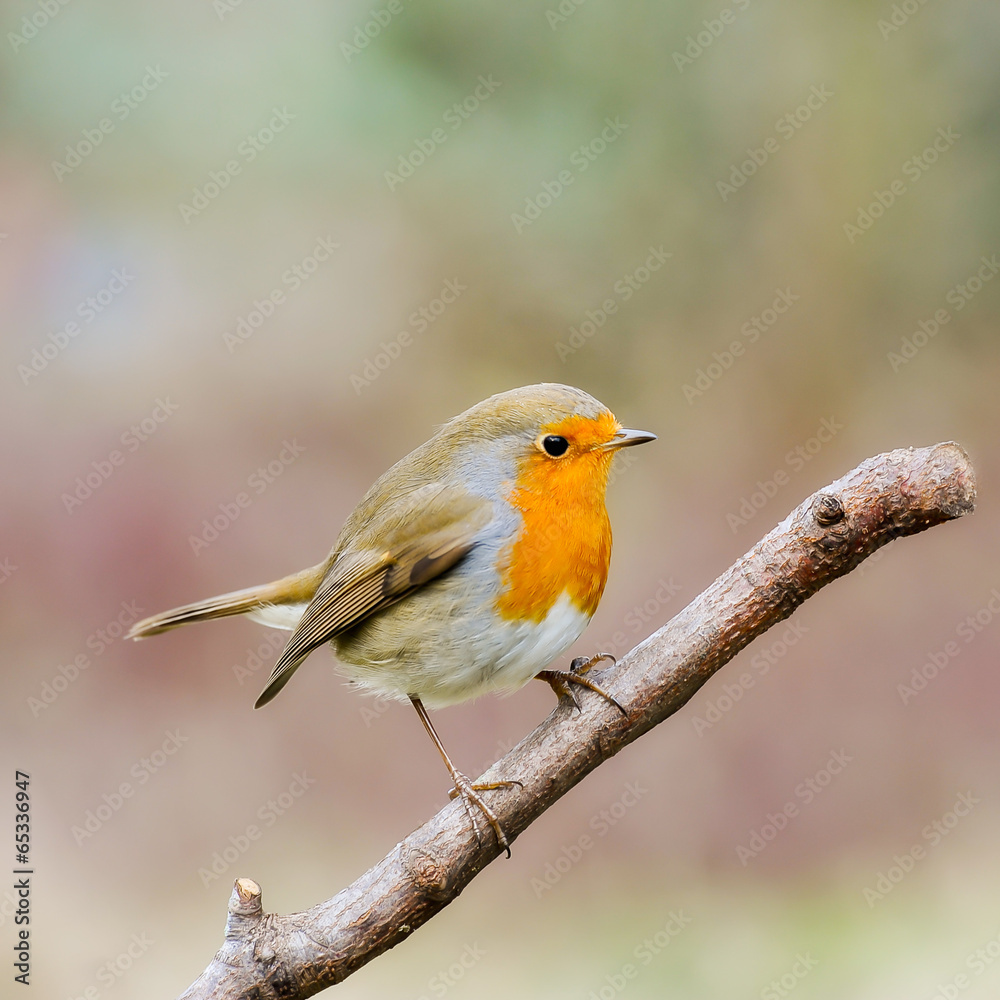 robin robin