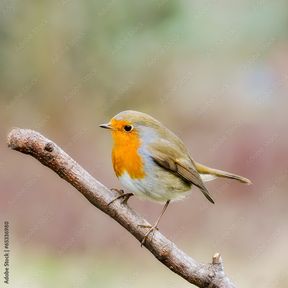 Fototapeta premium robin