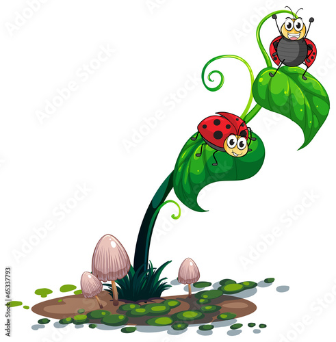 A plant with bugs