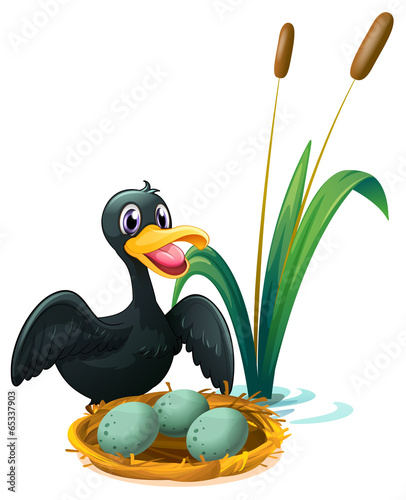 A duck near the nest with eggs
