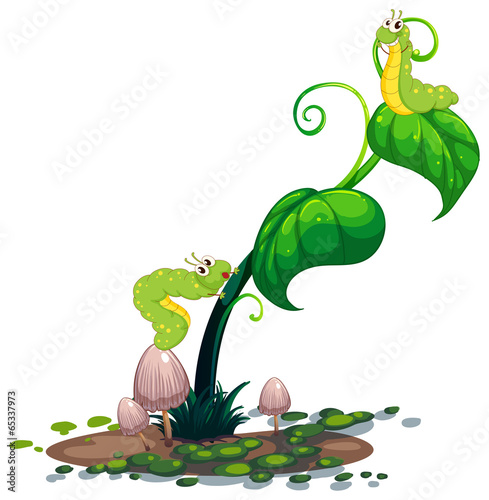 A plant with caterpillars
