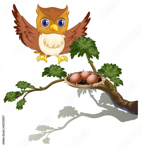An owl watching the eggs at the branch of a tree