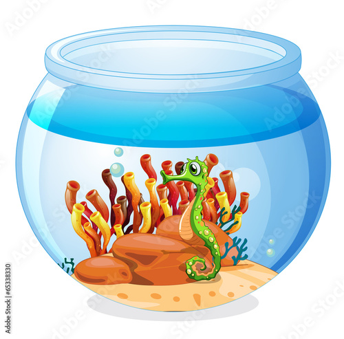 An aquarium with a seahorse