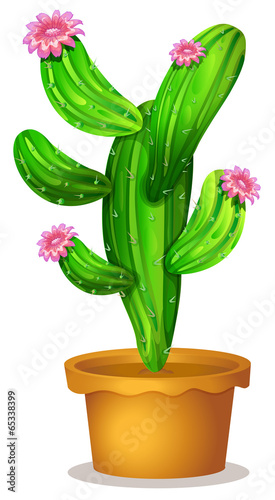 A cactus plant with pink flowers