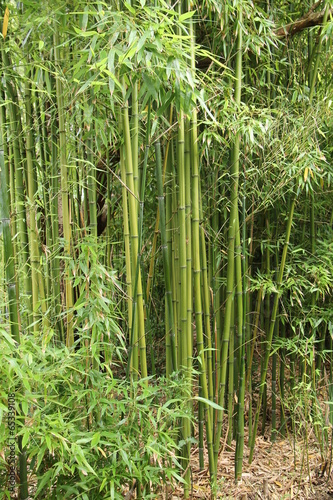 A Well Cultivated Thicket of Bamboo Plants.
