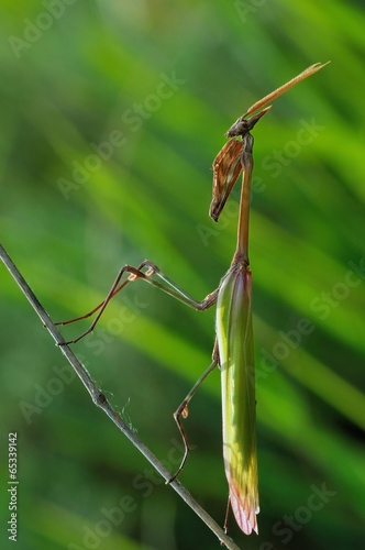 Empusa pennata, male photo