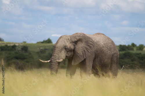 Elefant in der afrikanischen Savanne