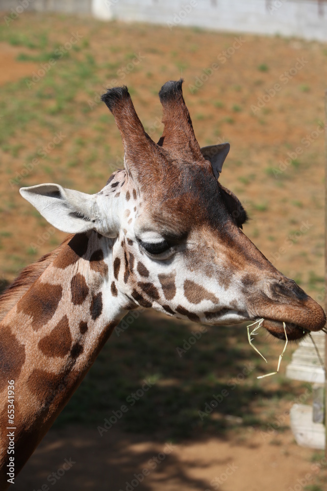 Fototapeta premium Giraffe feeding