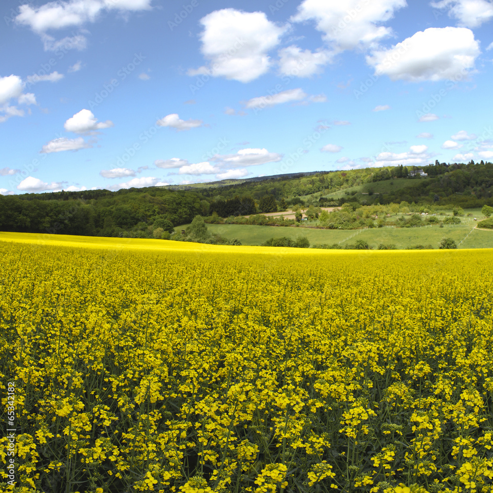 Canola field and beautiful landscape