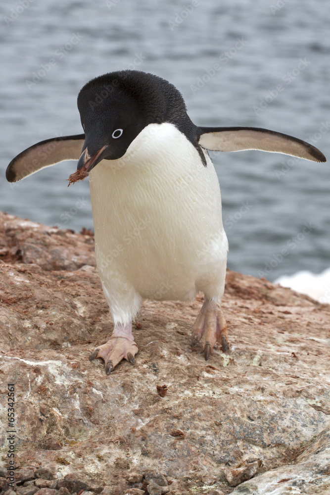 Obraz premium Adelie penguin who is a stone in the nest
