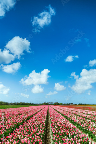 Pink Tulips Field in Spring, The Netherlands