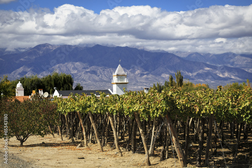 Vineyards in Cafayate, Argentina photo