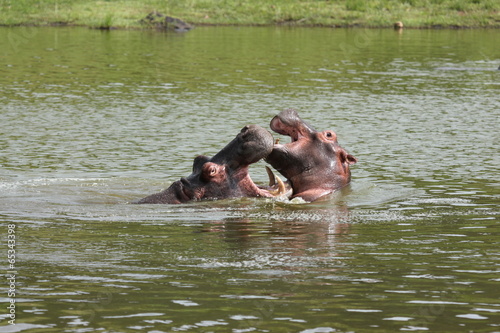 Hippo's Playing