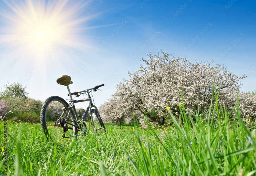 Fototapeta premium bicycle in apple garden