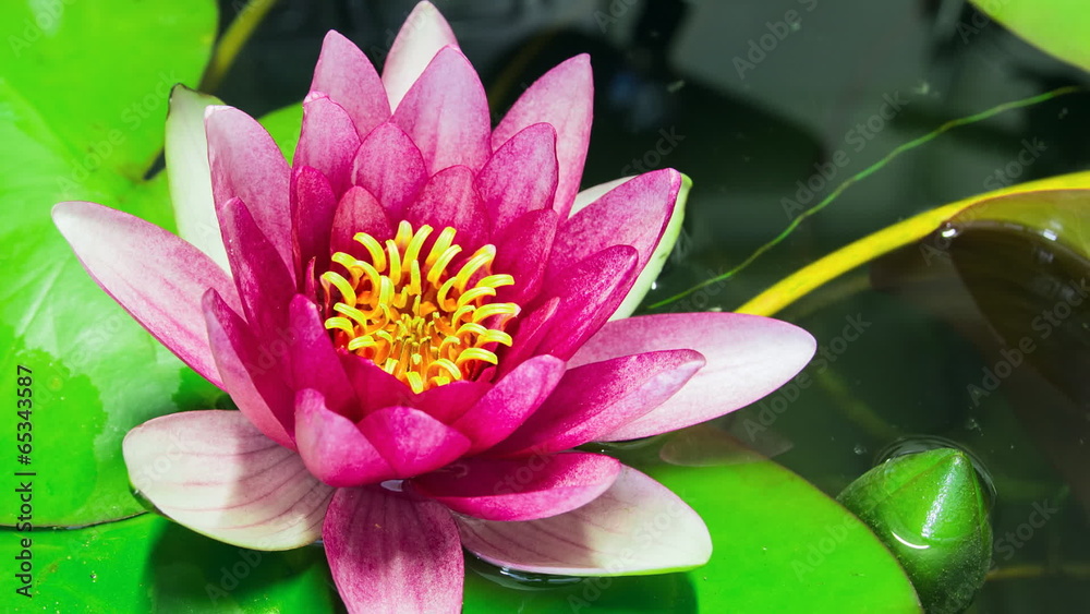 Time lapse opening of water lily flower Time lapse opening of water lily flower