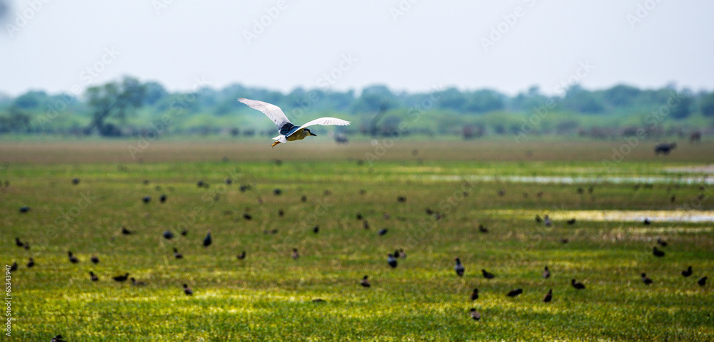 Bird flying over green grass in sunny day on field