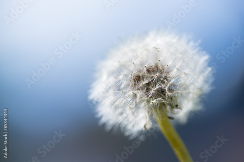 dandelion flower with backlight and blue sky background