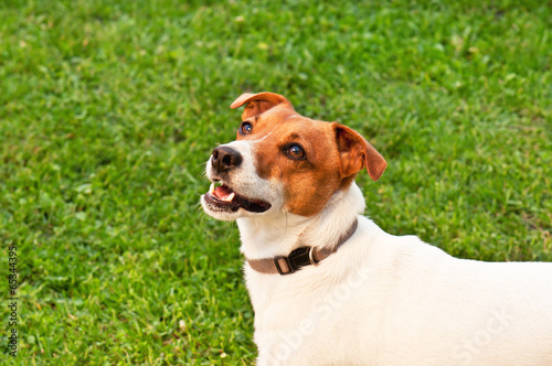 Fototapeta Naklejka Na Ścianę i Meble -  dog on green grass