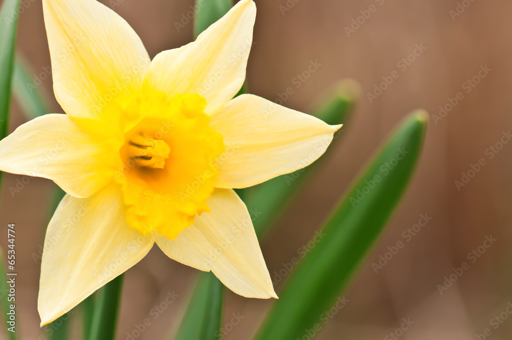 Fototapeta premium narcissus flower