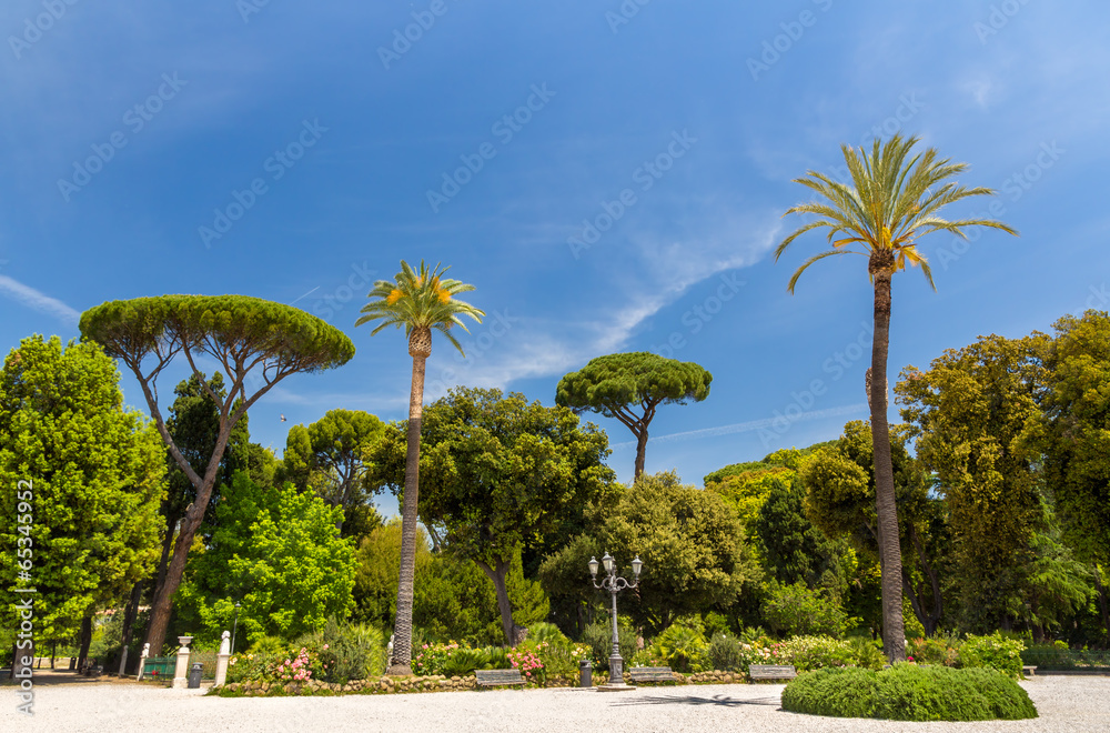 Tropical trees on Piazzale Napoleone I in Rome, Italy