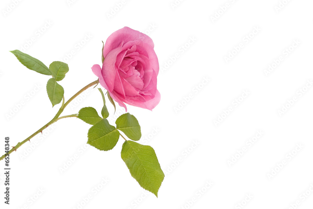 Fototapeta premium Rose