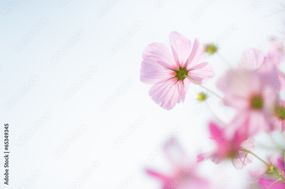 Pink flowers