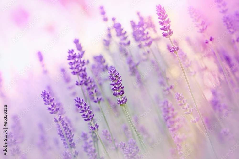 Beautiful lavender - obrazy, fototapety, plakaty 