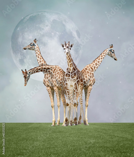 Giraffes in a surreal land