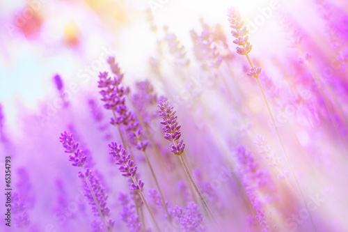 Beautiful, beautiful lavender