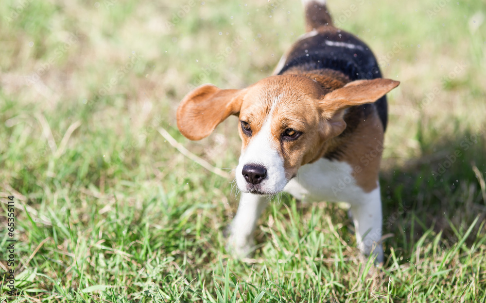 Beagle dog shaking It's head with ears flapping