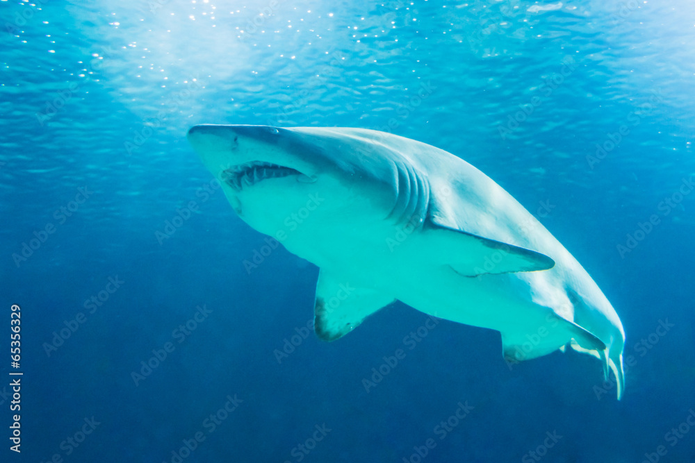 Fototapeta premium Squalo