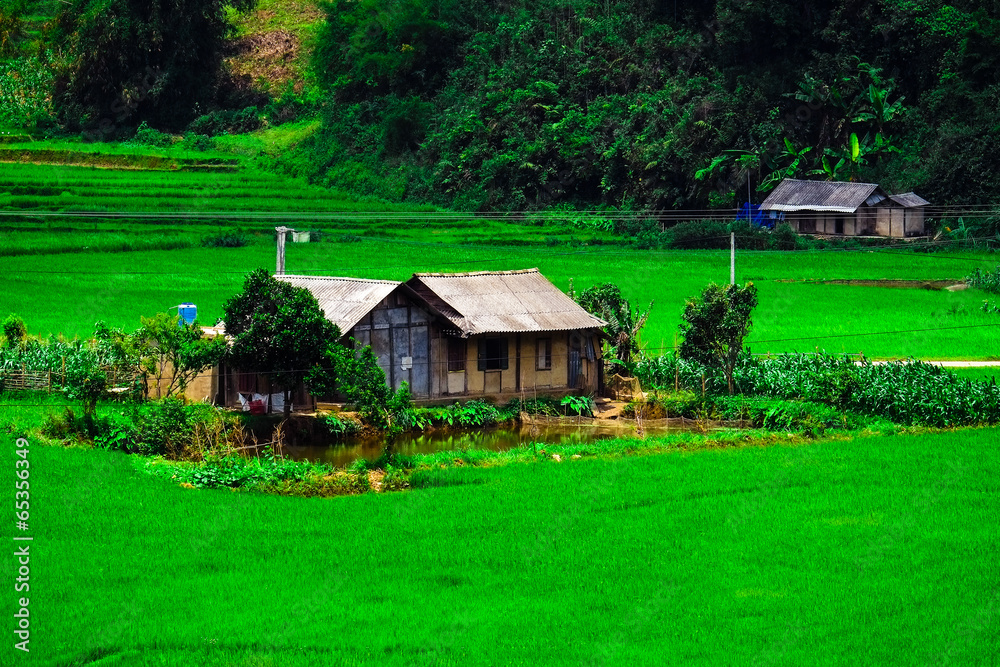 Rice fields on terraces in vietnam Rice fields on terraces in vietnam