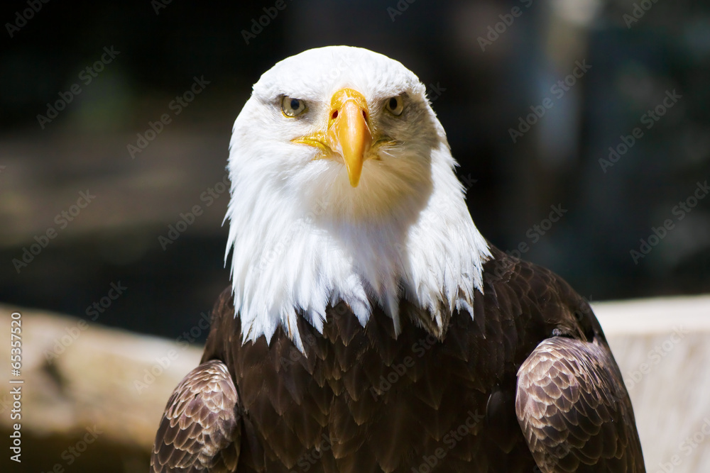 Fototapeta premium Portrait of a bald eagle (haliaeetus leucocephalus)