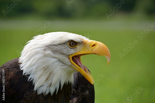 Eagle Haliaeetus leucocephalus - angry