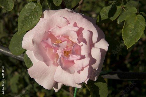 Rose, fiori in primo piano photo