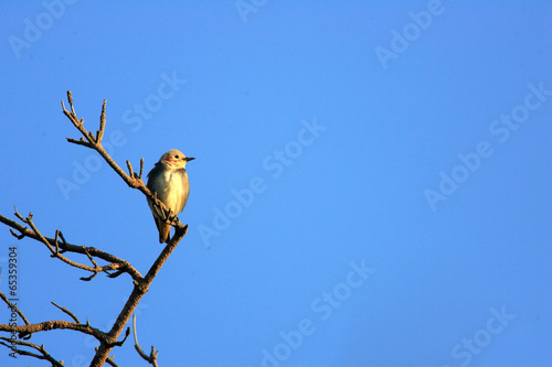 Chestnut-cheeked Starling (Agropsar philippensis) in Japan photo