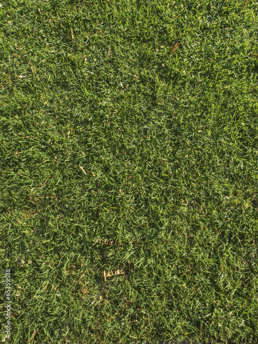 Textura césped, pasto, gramíneas, jardín