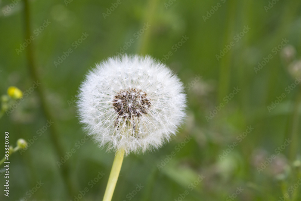 Dandelion seeds Dandelion seeds