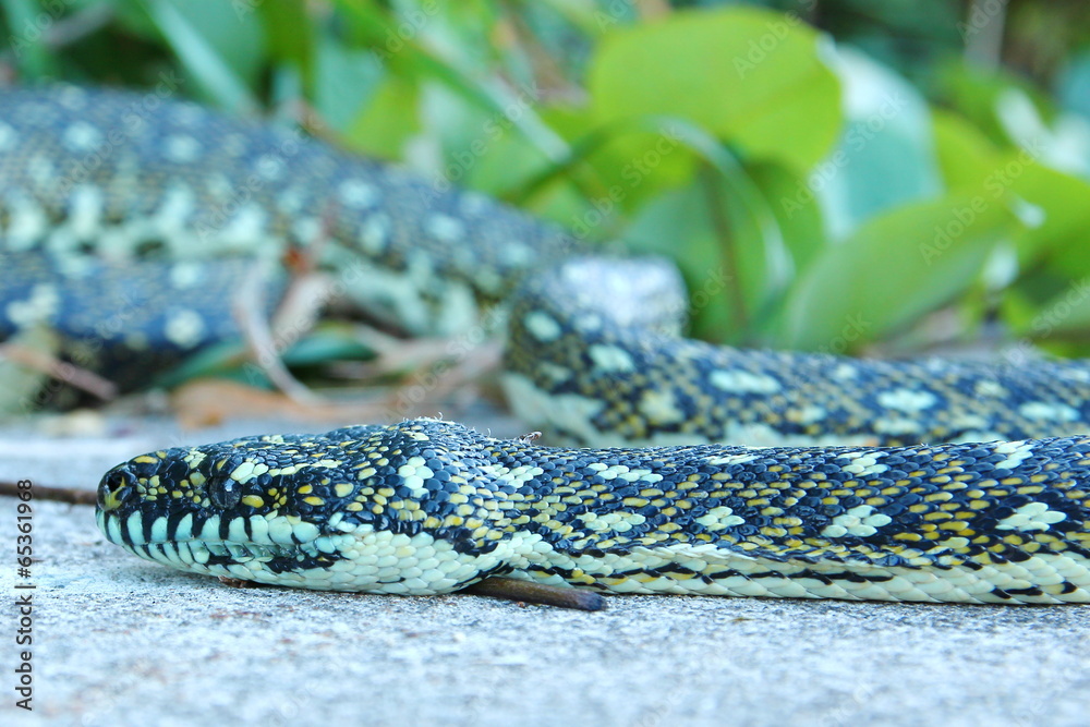 Obraz premium Australian python snake