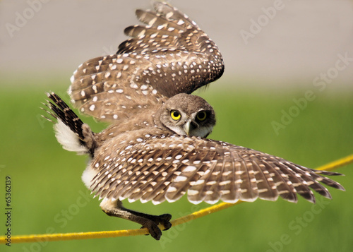 Canvas Print Burrowing Owl
