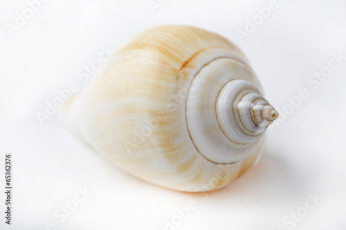 shell isolated on white background, generic style