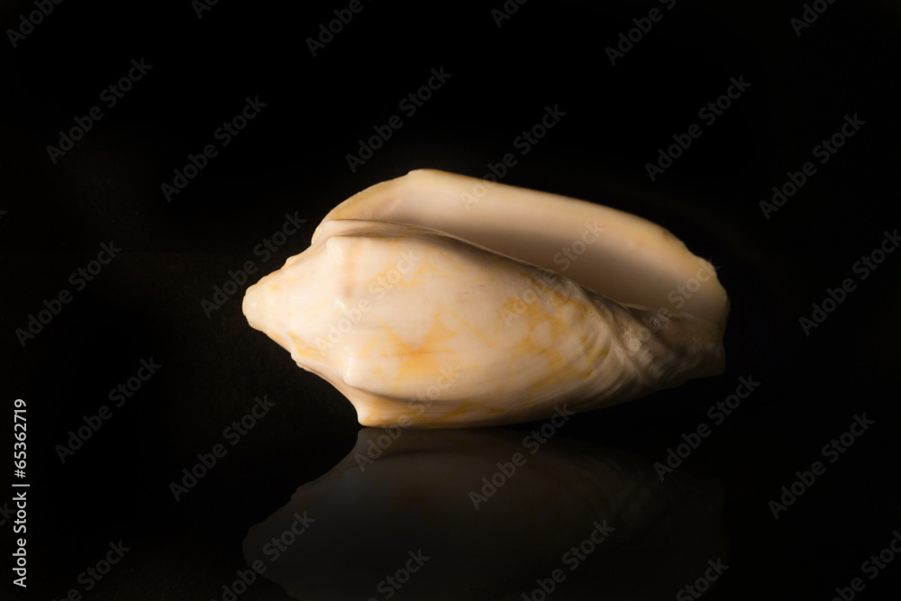 conch shell on black with reflection conch shell on black with reflection